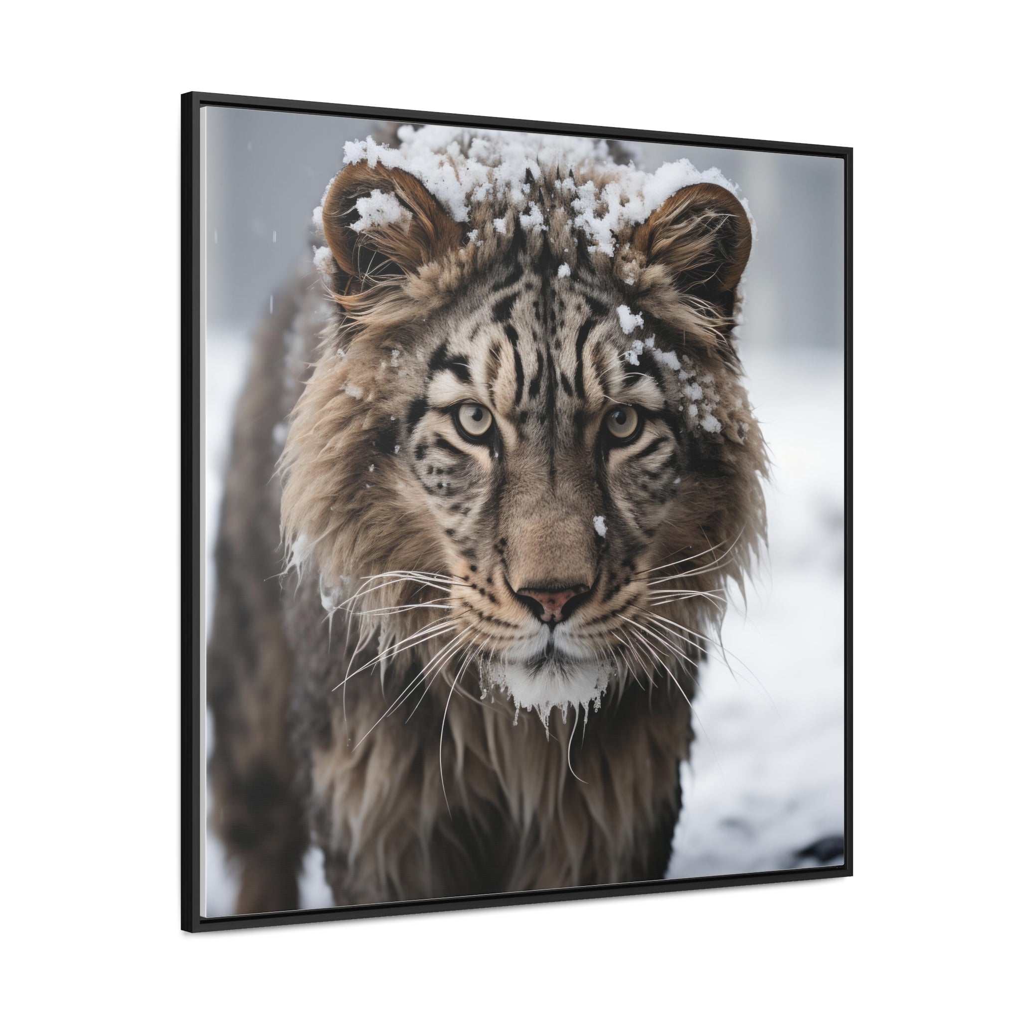 White Tiger  | Gallery Canvas Wraps, Square Frame