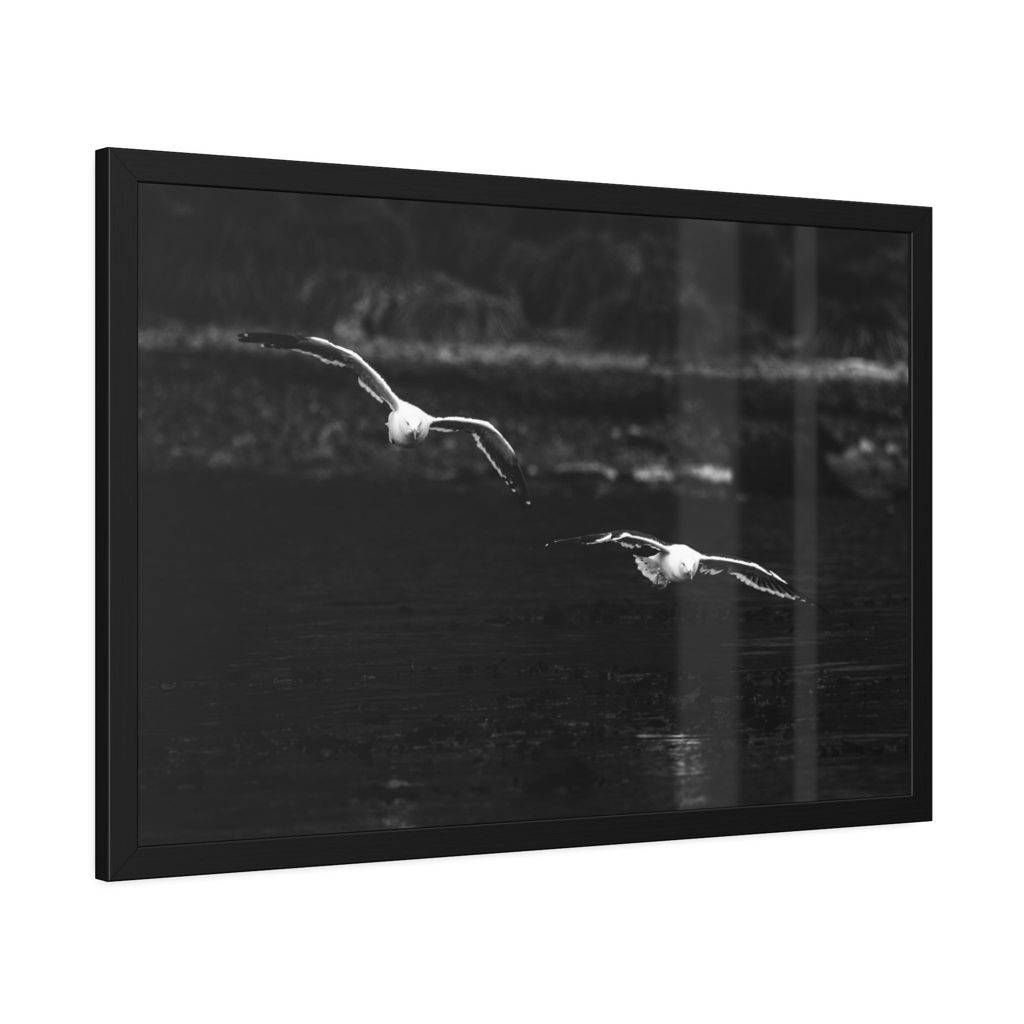 Flying Seagull in Black and White Art Print, Framed Paper Posters