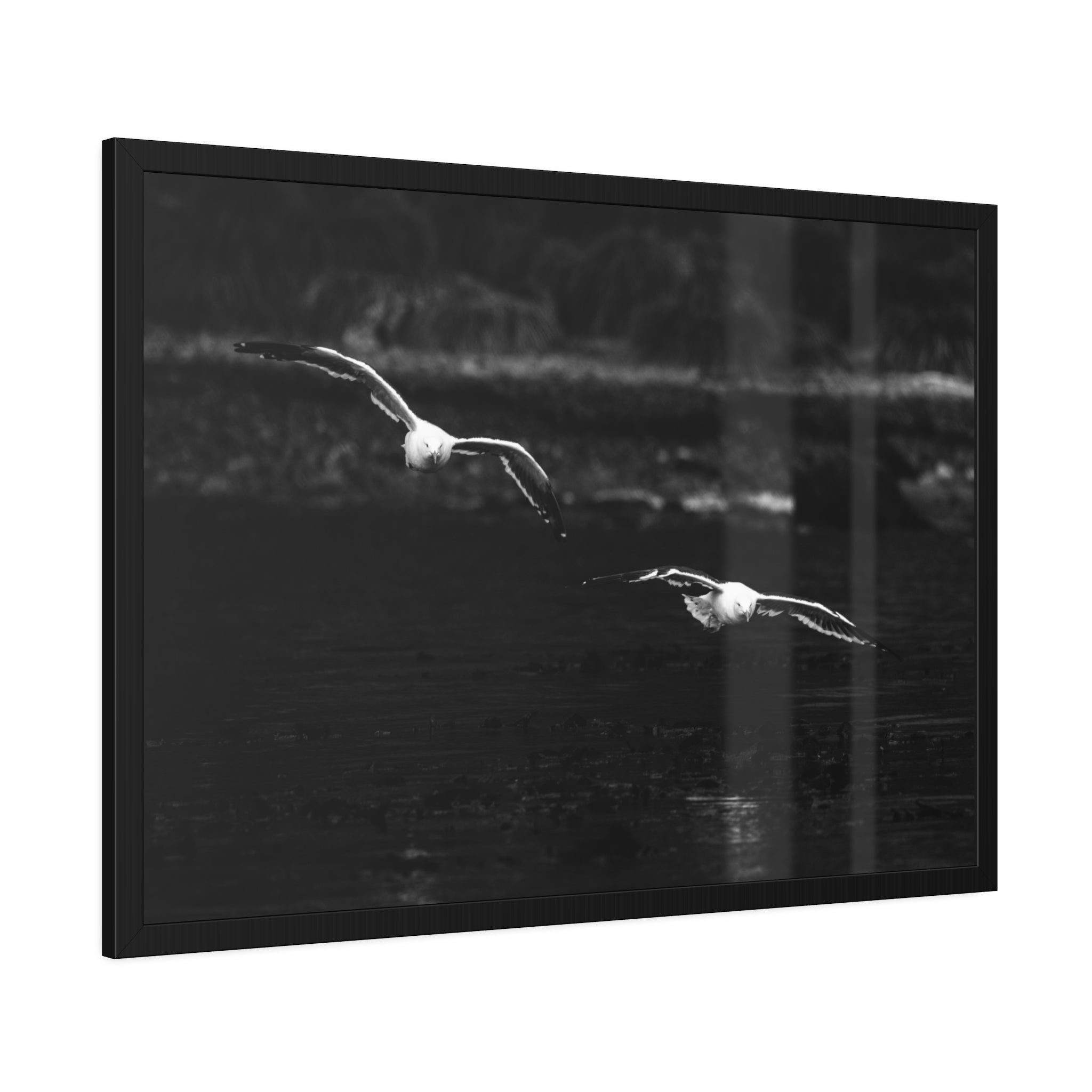 Flying Seagull in Black and White Art Print, Framed Paper Posters