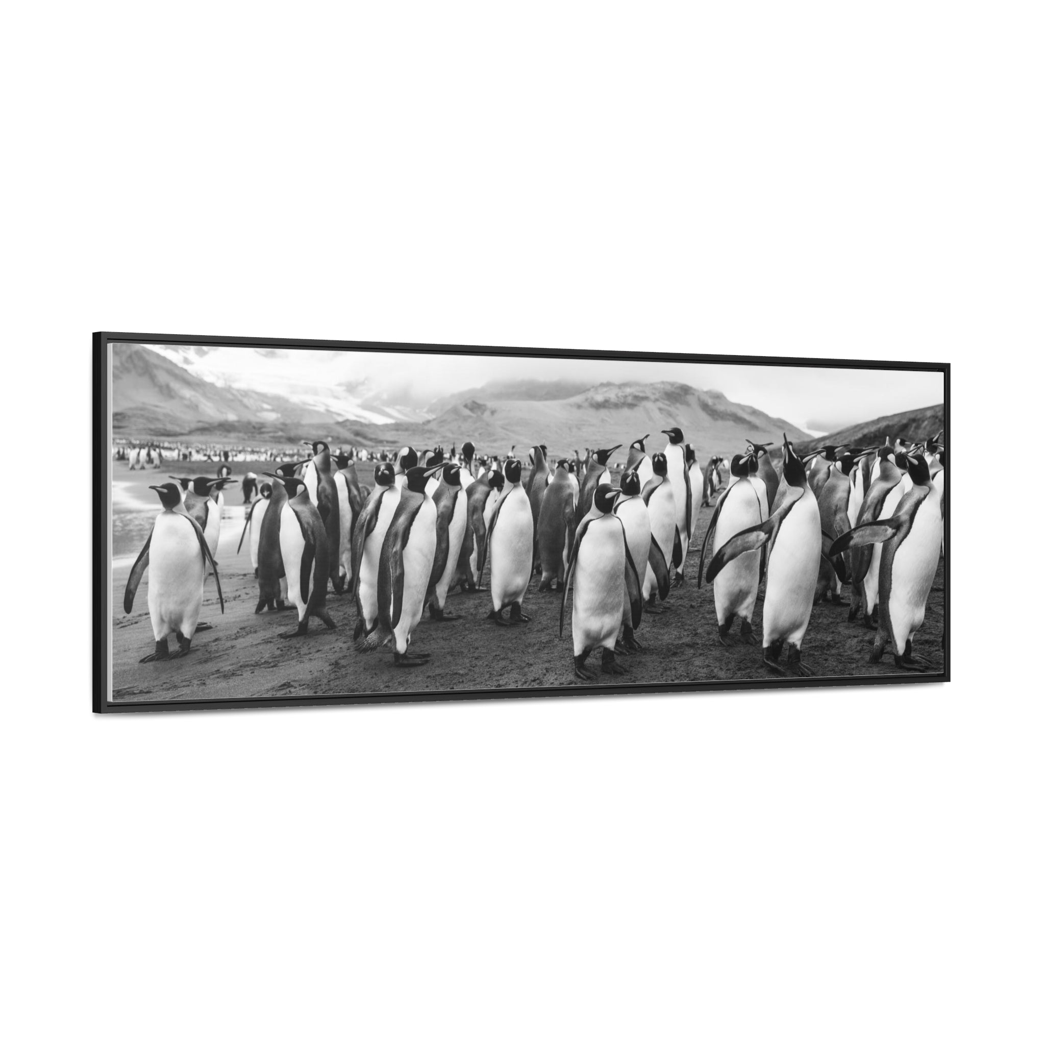 King Penguins, Gallery Canvas Wraps, Horizontal Frame