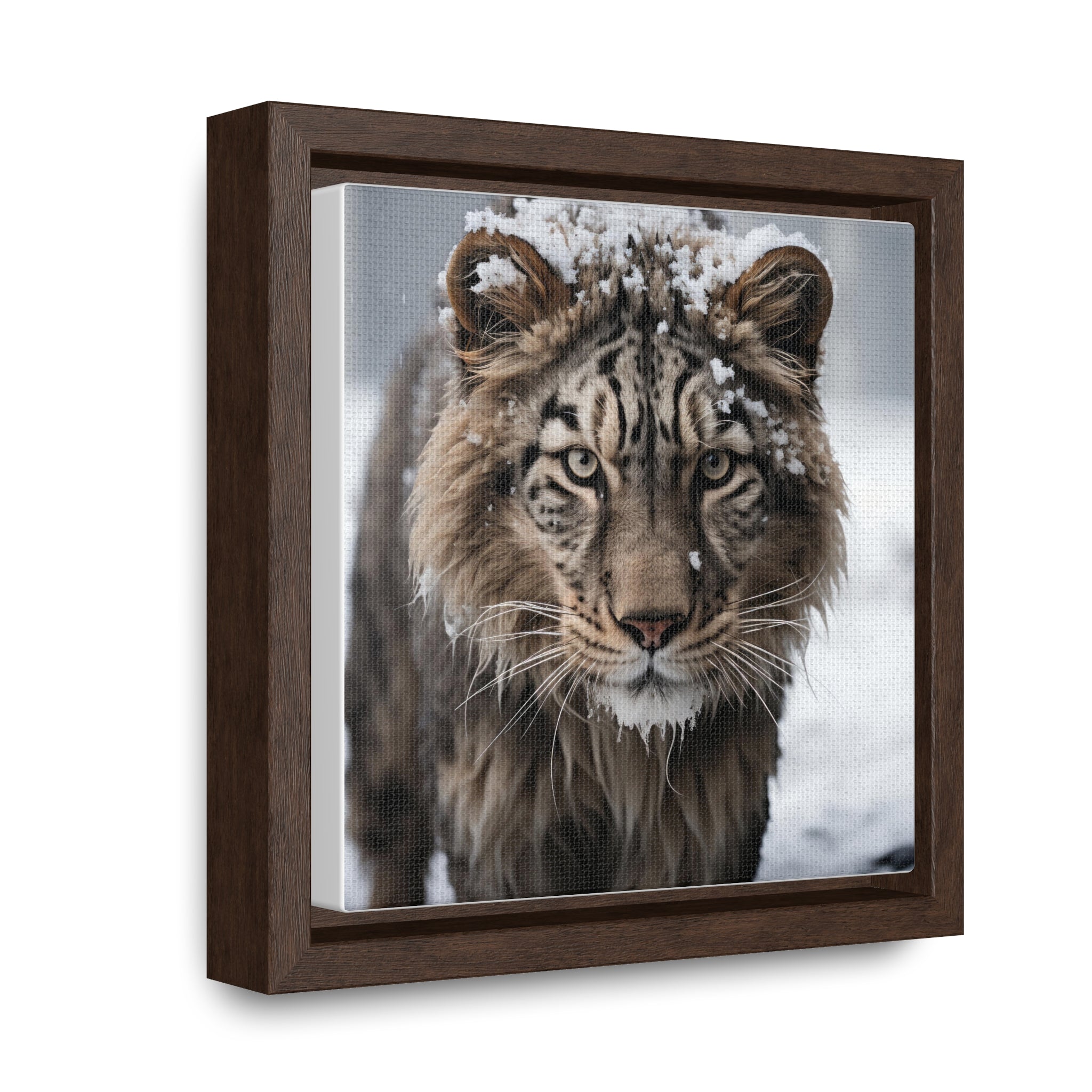 White Tiger  | Gallery Canvas Wraps, Square Frame