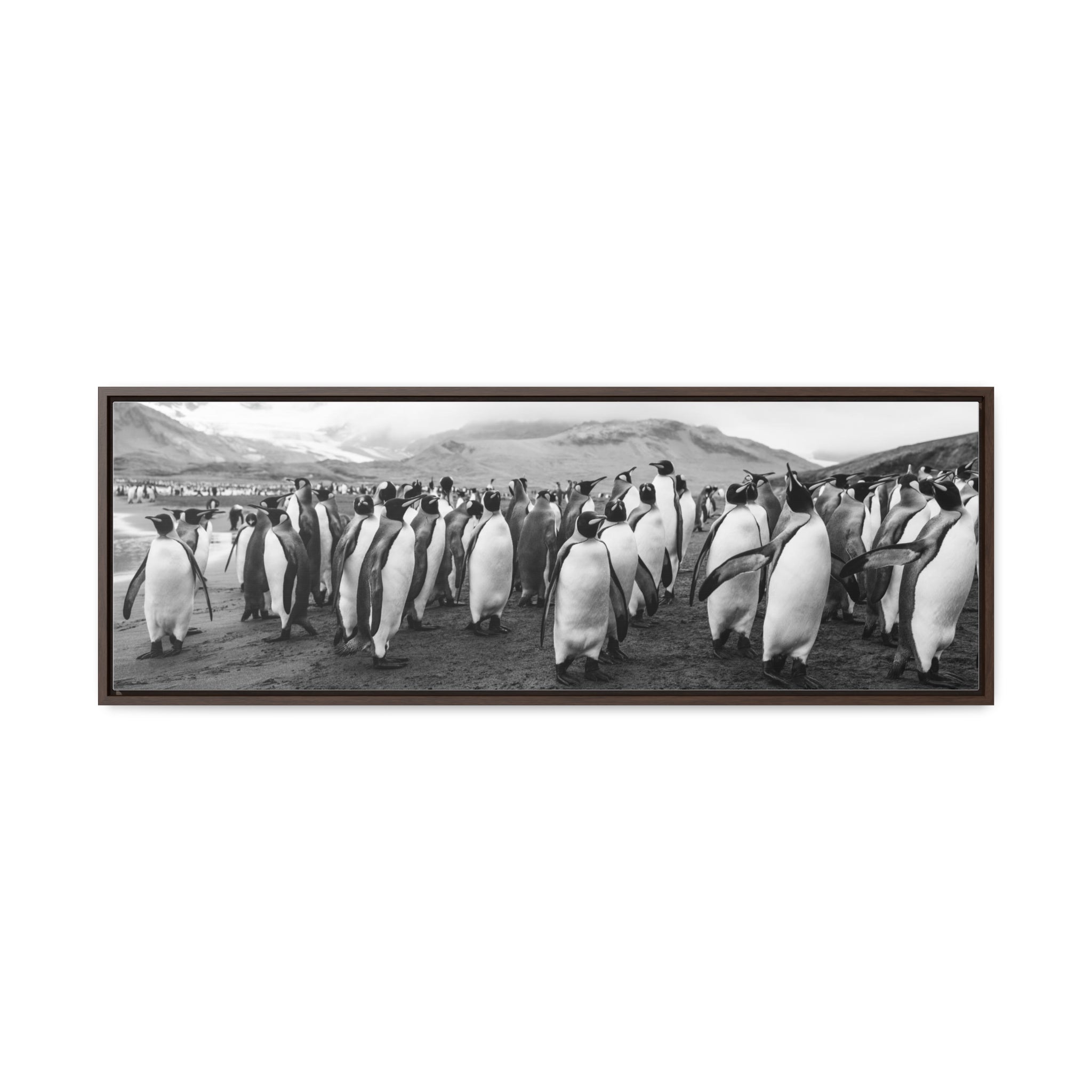 King Penguins, Gallery Canvas Wraps, Horizontal Frame