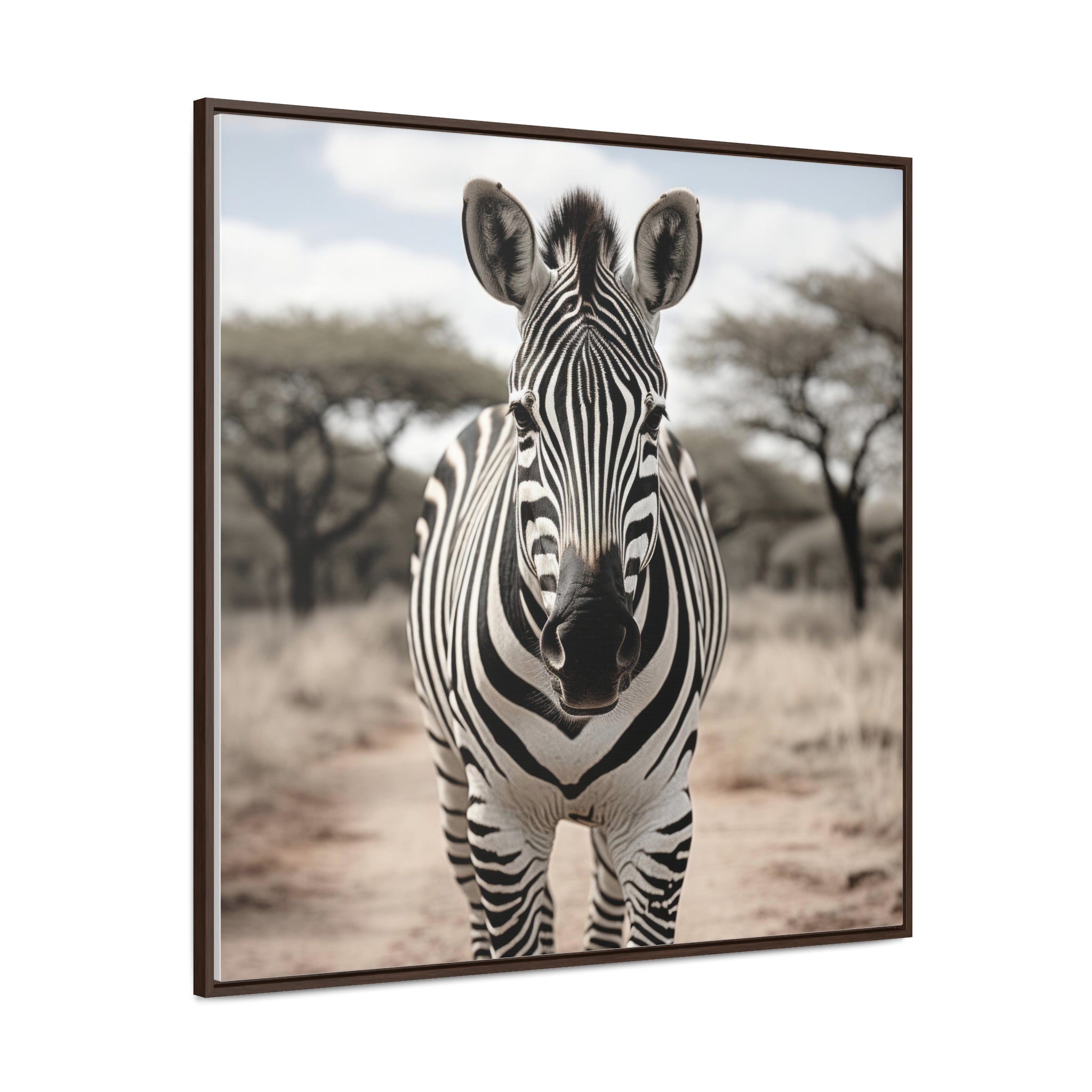 Zebra  | Gallery Canvas Wraps, Square Frame
