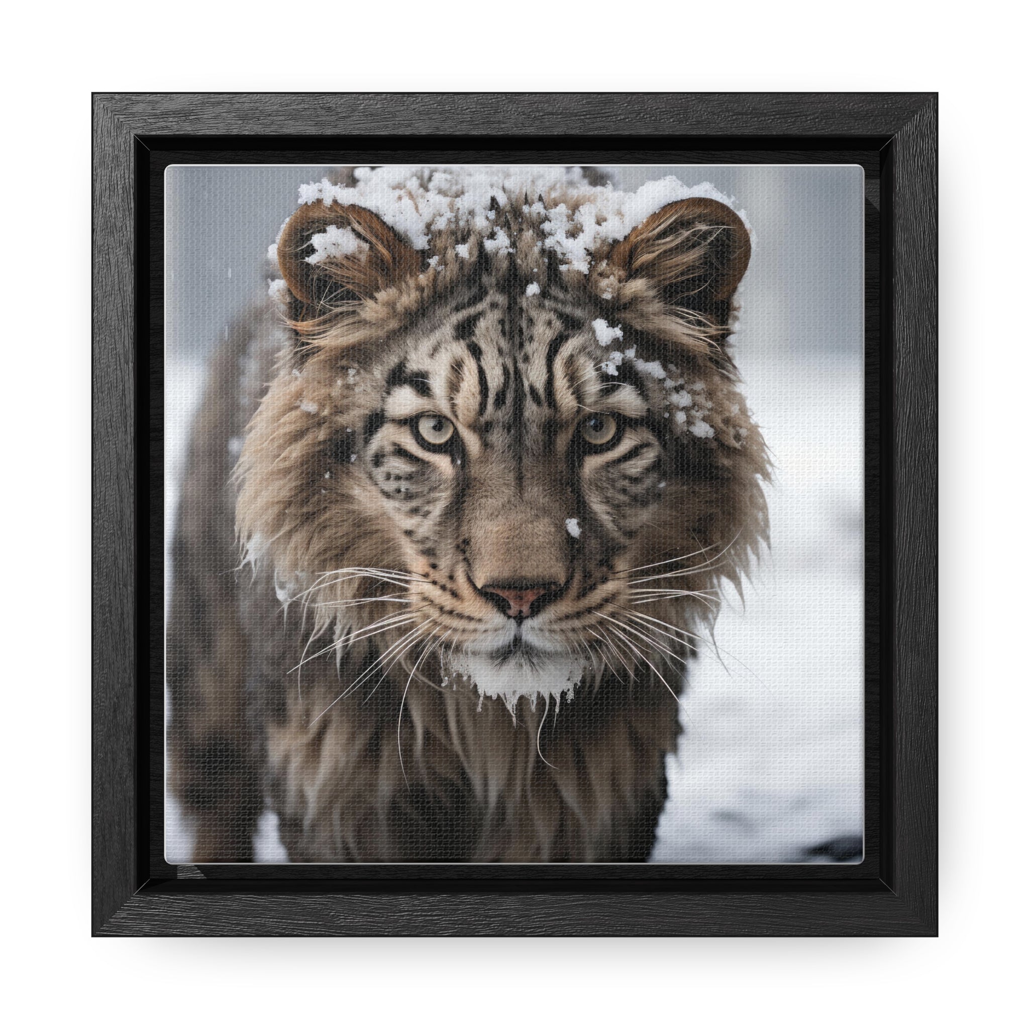 White Tiger  | Gallery Canvas Wraps, Square Frame